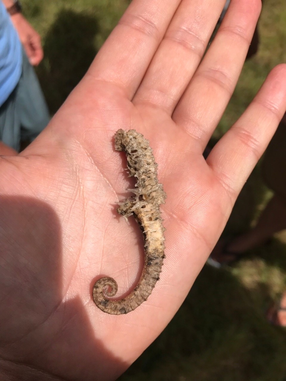 Australien - Byron Bay - Seahorse- found it, when we were bird watching 