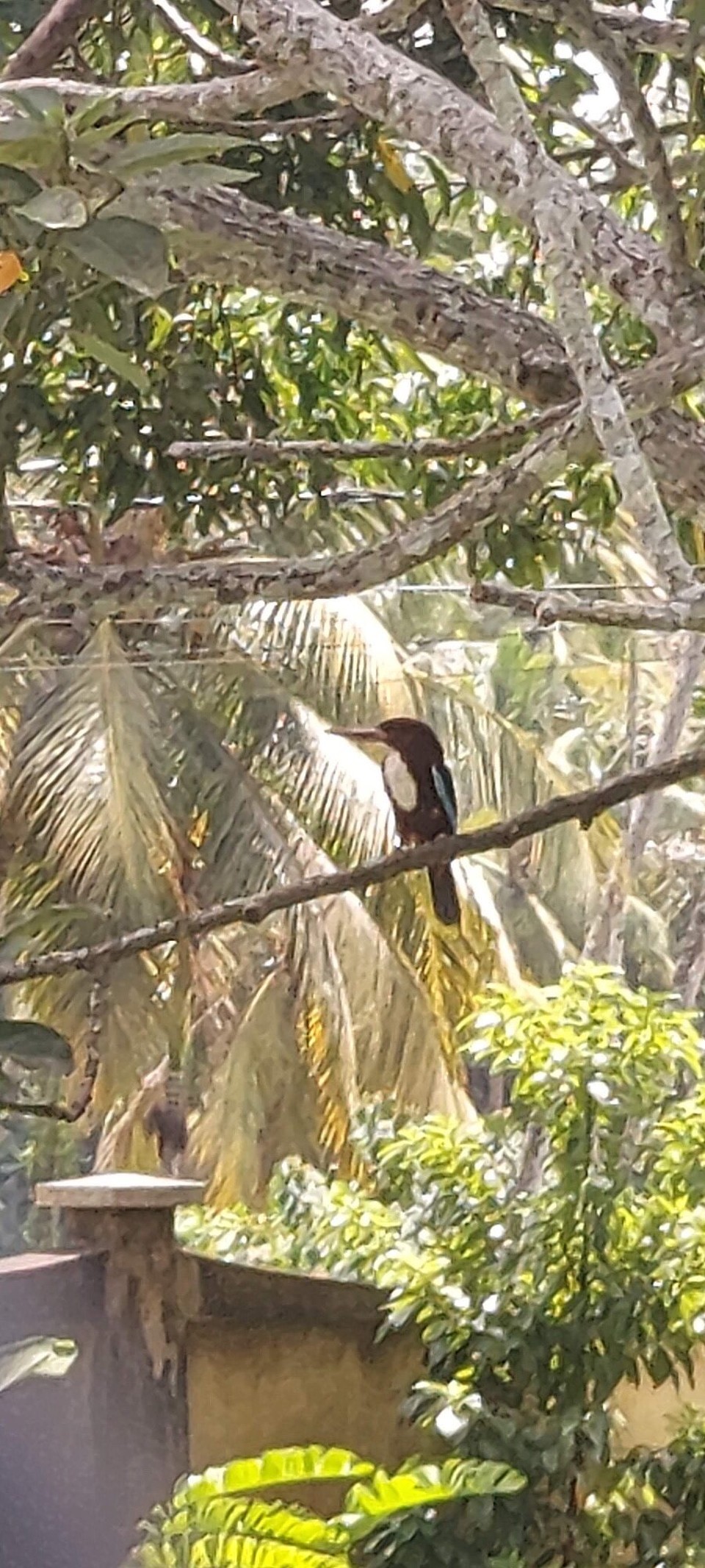 Sri Lanka -  - 
