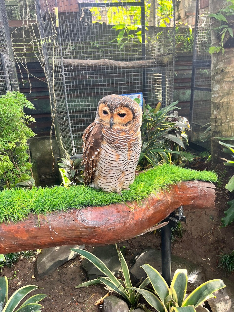 Indonesia - Gianyar - 