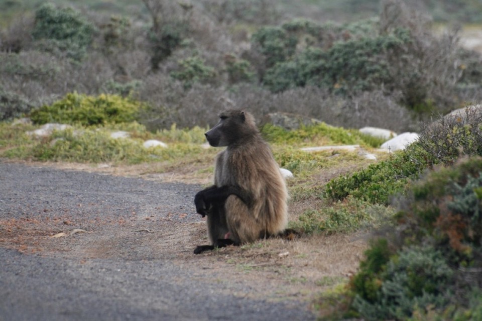 Südafrika - Cape Point - 