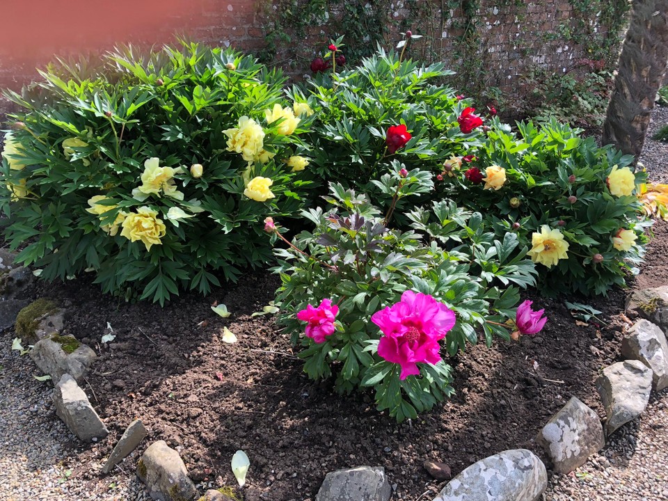 Vereinigtes Königreich - Maybole - Country Garden
