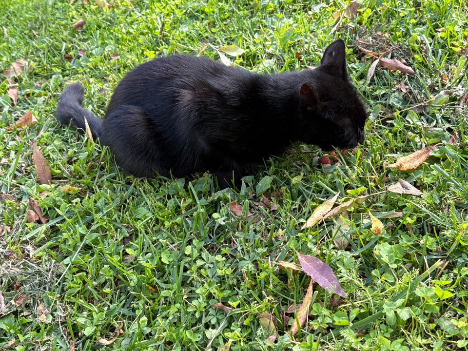 Kroatien - Čatrnja - Tierischer Besuch (wurde natürlich auch gefüttert)