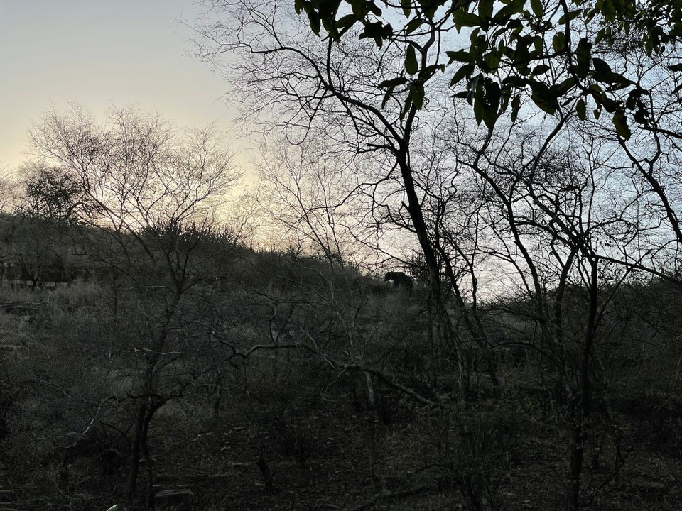 Indien - Ranthambore - 