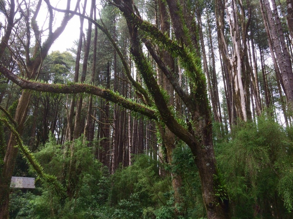 Australia -  - Some funky moss growing on the trees at Beauchamp Falls camp. 