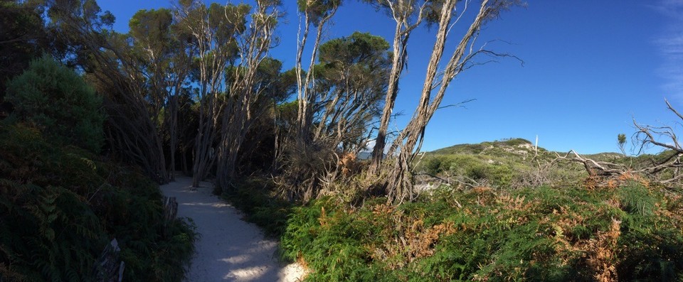 Australia - Tidal River - The trail to Sqeaky Beach. 