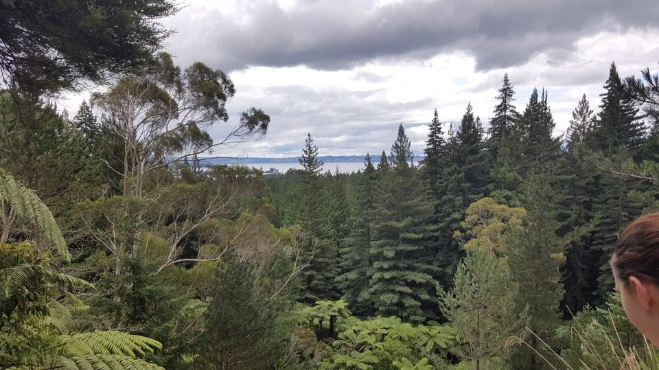 Neuseeland - Whakarewarewa - Der quarry outlook über den Wald bis zum Lake Rotorua. 