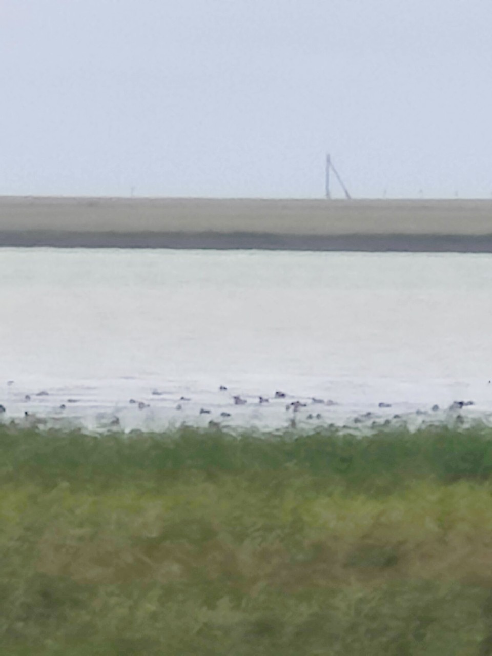 Kasachstan - Abylay - Die "Flamingos" laut des Pärchens 