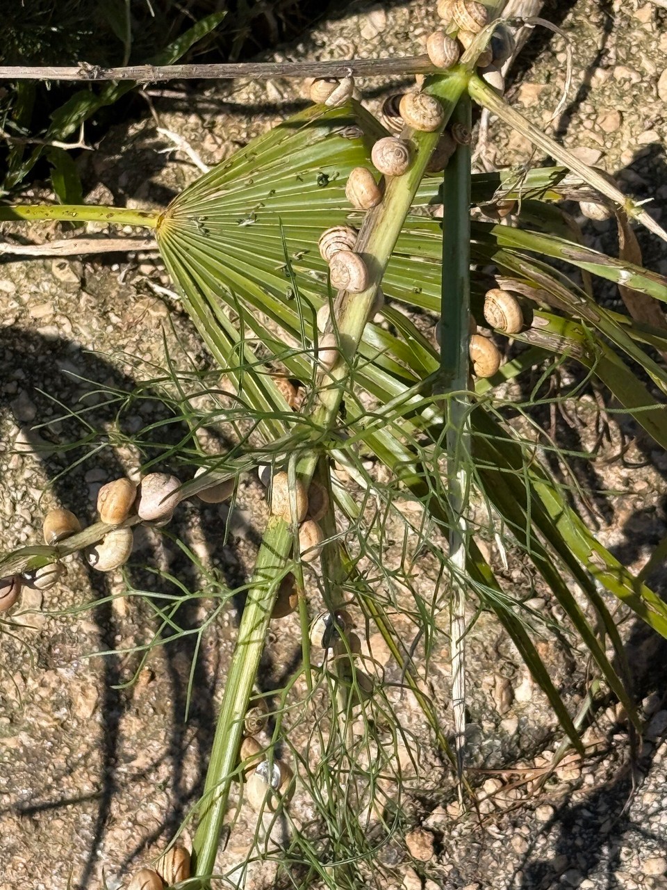 Italien - Castellammare del Golfo - Schnecken mögen wohl auch Wildfenchel