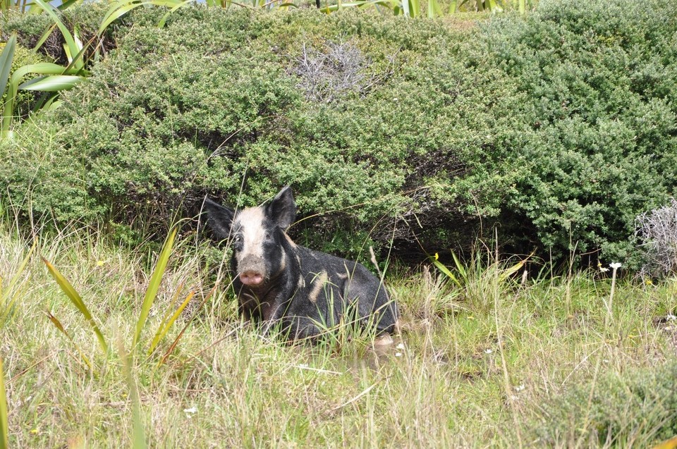Neuseeland - Cape Reinga - Mama Schwein braucht Ruhe