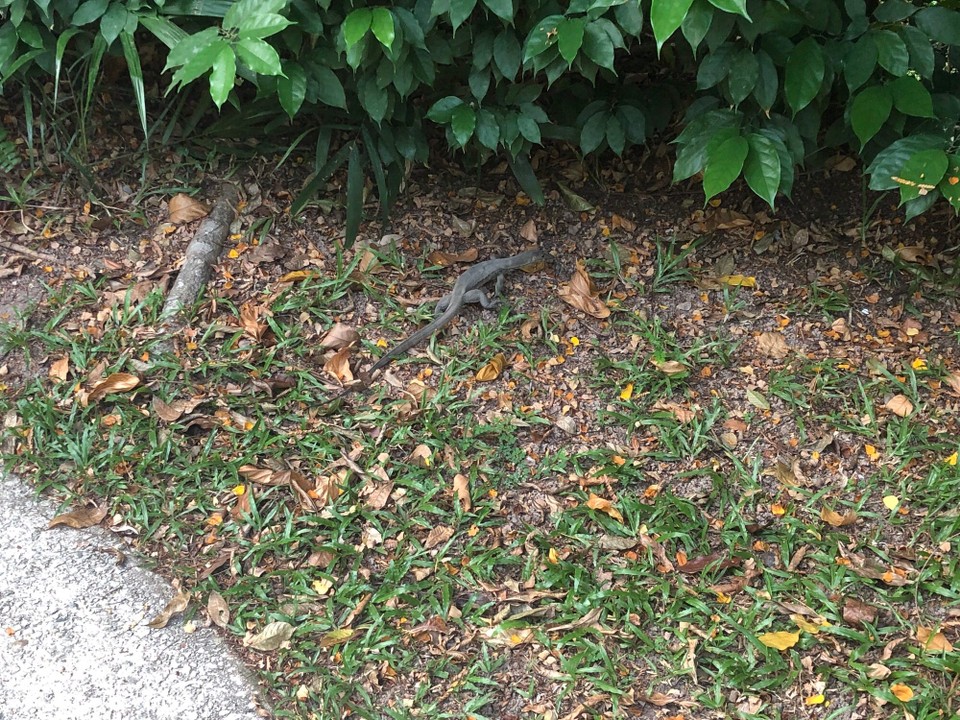 Singapur - Macpherson - 