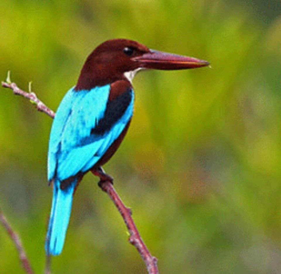 Malaysia - Kedawang - Spotted an Asian Kingfisher in the morning whilst eating breakfast in our room