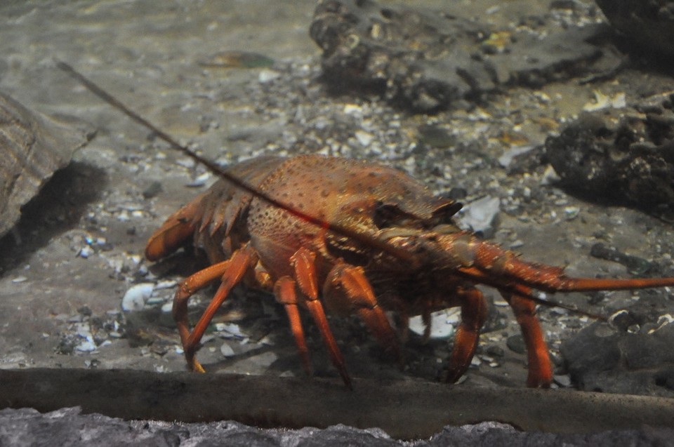 Neuseeland - Auckland - Lobster