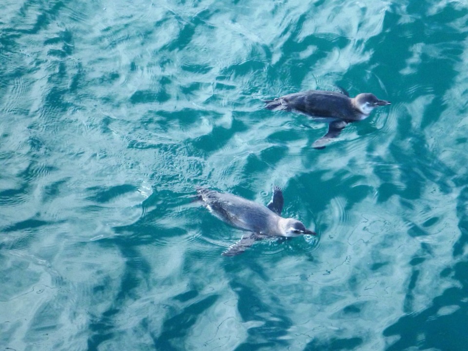 Argentinien - Puerto Madryn - Magellanpinguine 