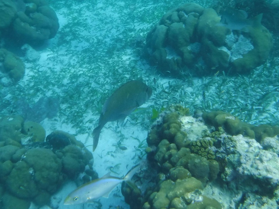Belize -  - 