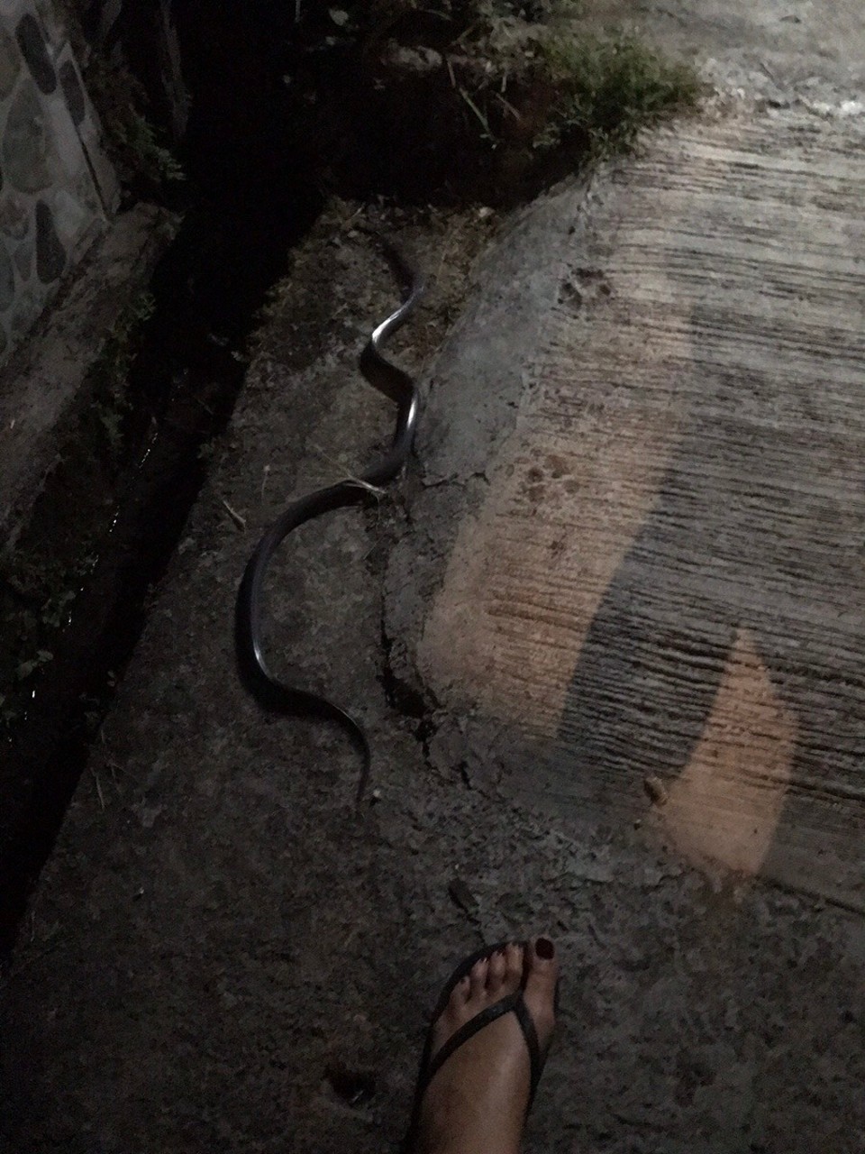 Indonesia - Gianyar - Finding a poisonous snake on my way back to the villa