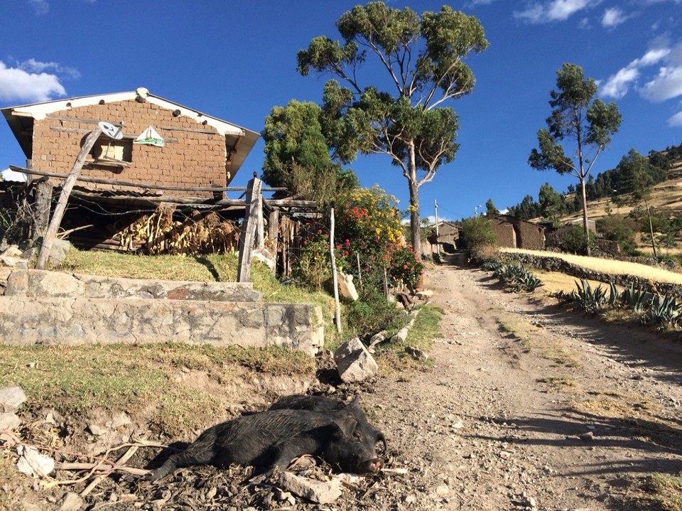 Peru - Huaraz - Faule Schweine - gilt nicht für uns 