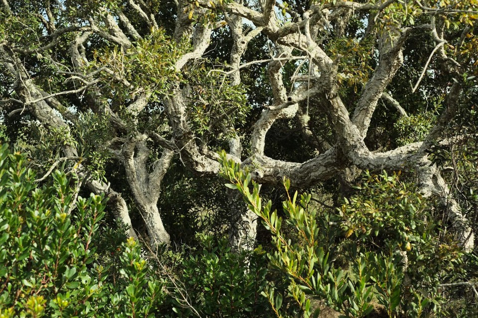 Portugal - Aljezur - 