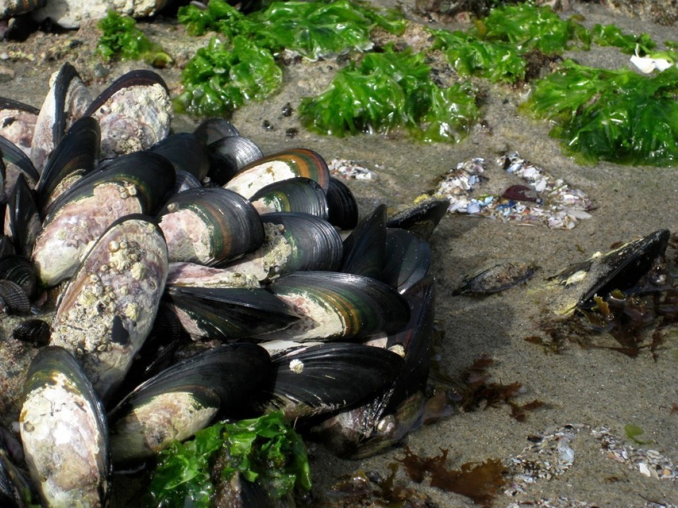 Neuseeland - Golden Bay - Grünschalen Muscheln in Hülle & Fülle