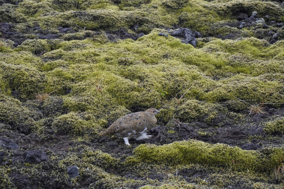 Island - Snæfellsnes - neus Tierli gsichtet