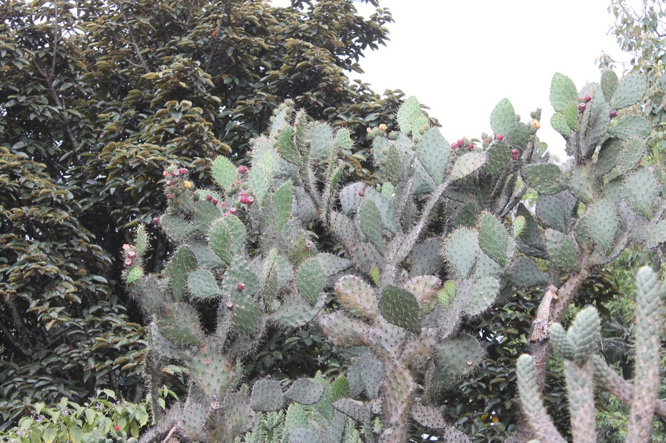 Colombia - Bogotá - Kaktus mit Blüten und Feigen