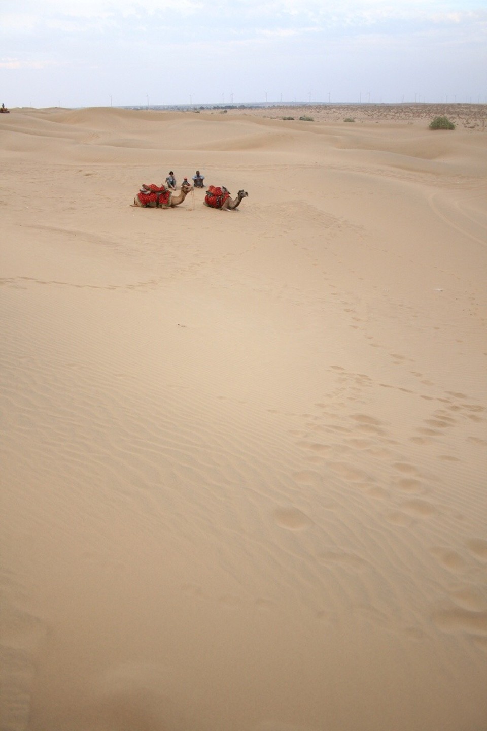 Thar Desert -  - 