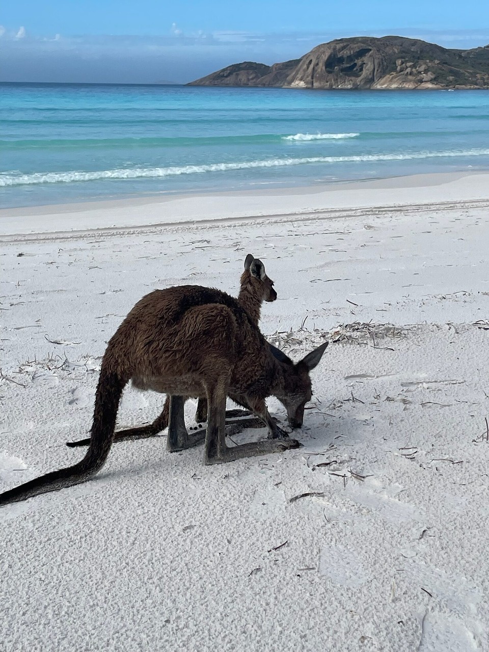 Australien - Cape Le Grand - Dieser Strand ist dafür bekannt, dass Kängurus hierherkommen. Und wir hatten tatsächlich Glück und haben eine Mutter mit ihrem Kleinen entdeckt.