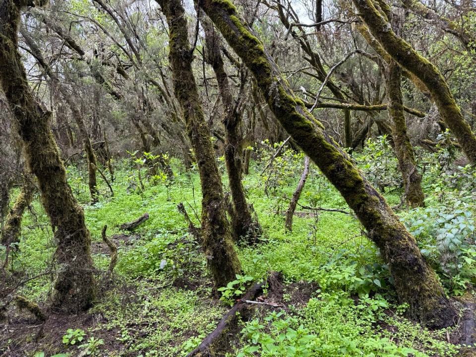 Spanien - San Sebastián de La Gomera - Im Zauberwald