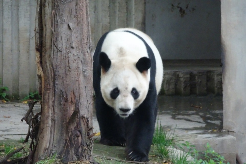 China - Chengdu - 