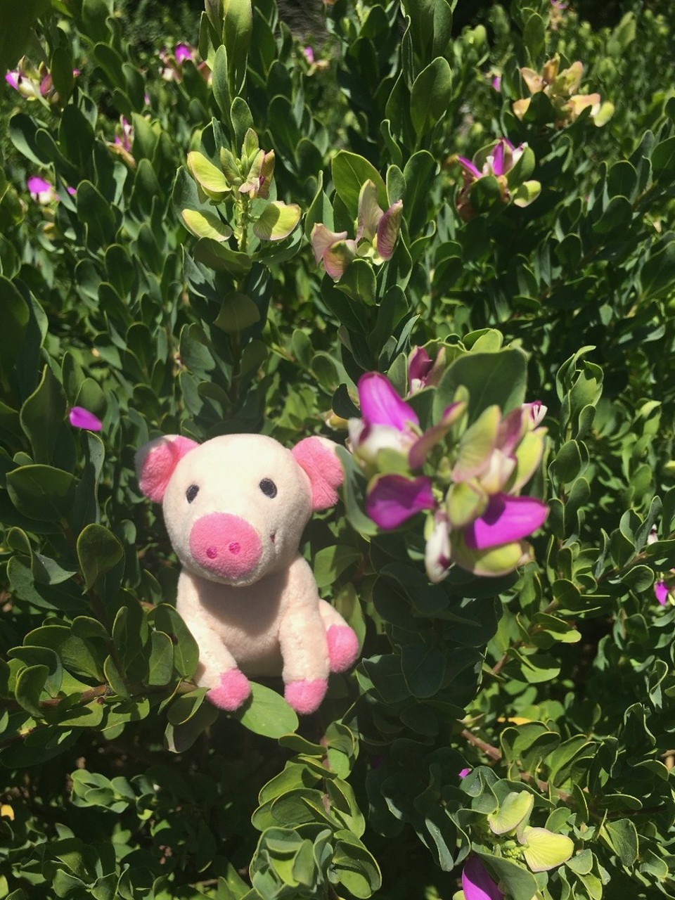 Australien - Warrnambool - Hello Borstinchen, Blümchen für dich, schmatz