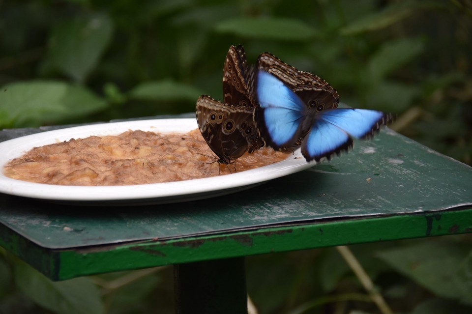 Costa Rica - Abangares - Zum Abschluss besichtigten wir den Schmetterlingspark.