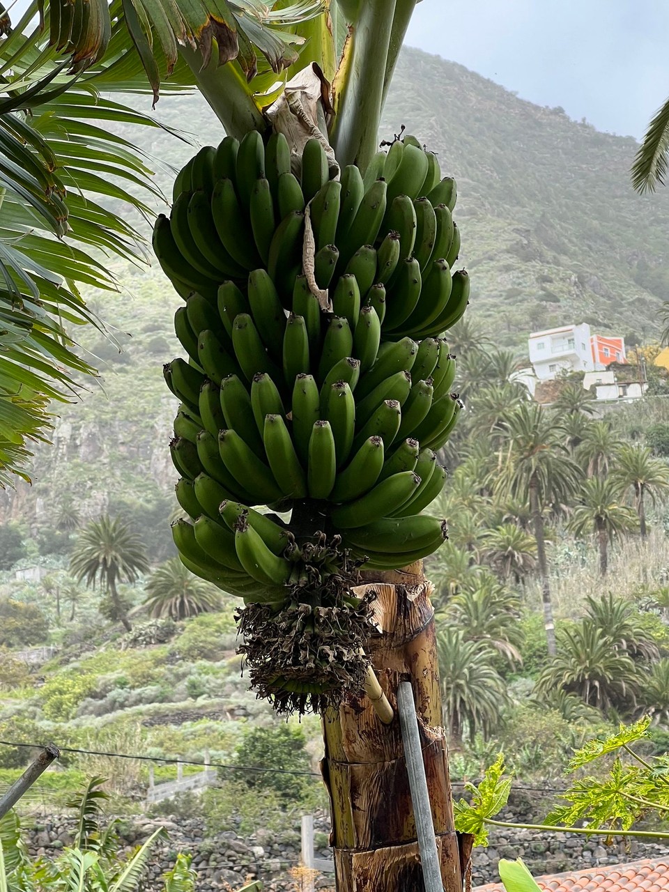 Spanien - Hermigua - Hier gibt es Bananen,…