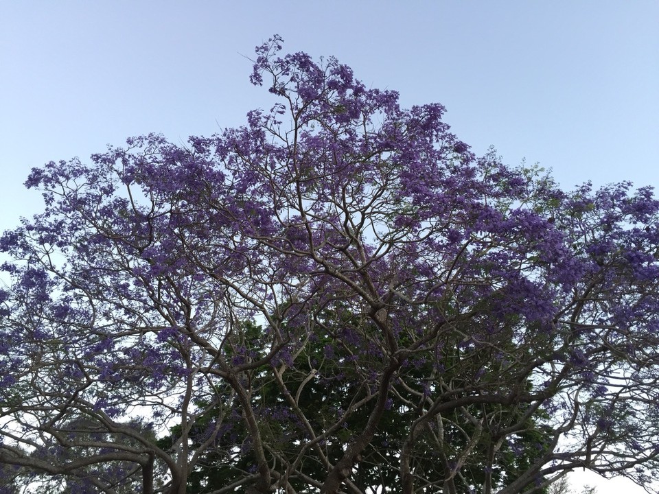  - Australia, Hervey Bay Caravan Park - 