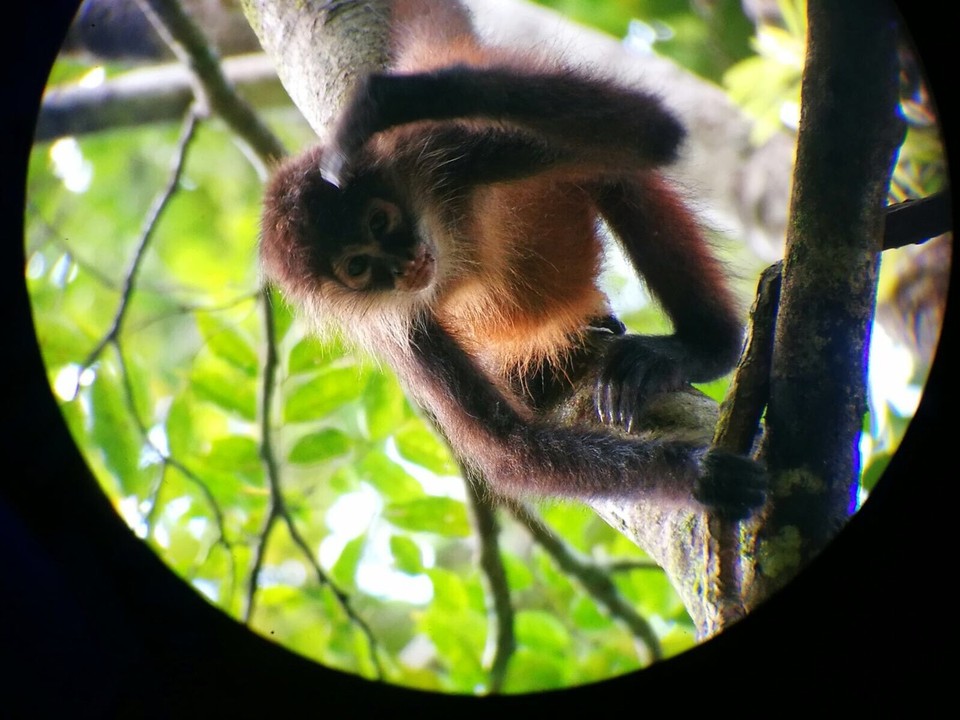 Costa Rica - Osa - 