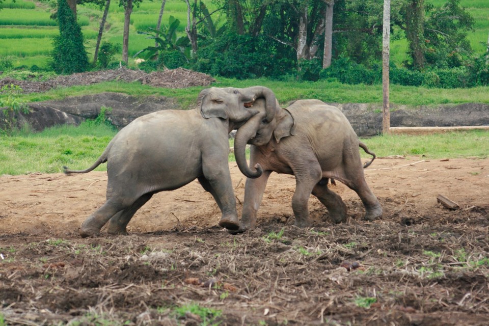 Sri Lanka - Pinnawala - 