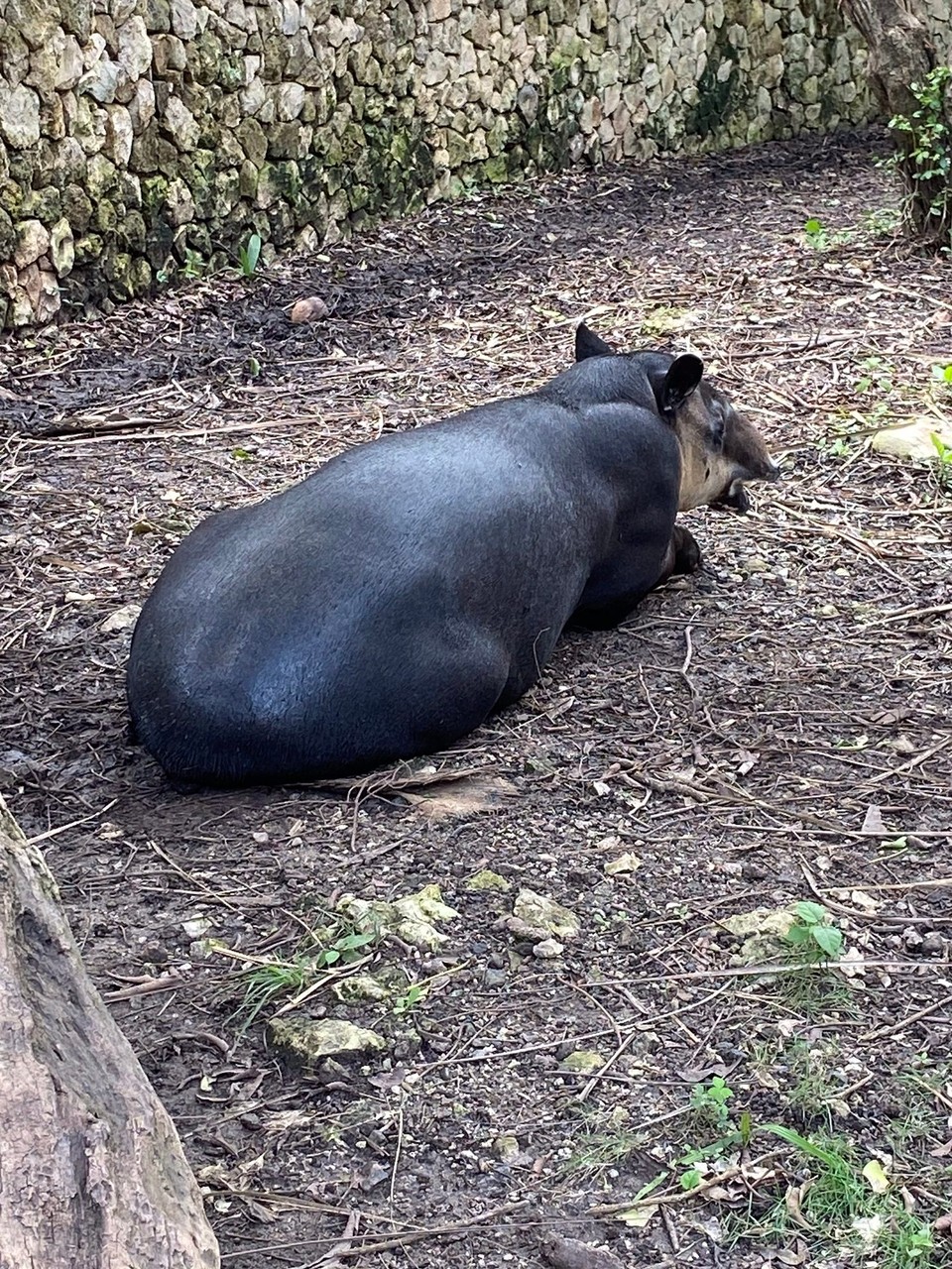Mexiko - Solidaridad - Tapir