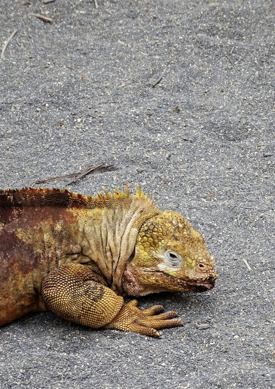 Ecuador - Isabela Island - Land Iguana