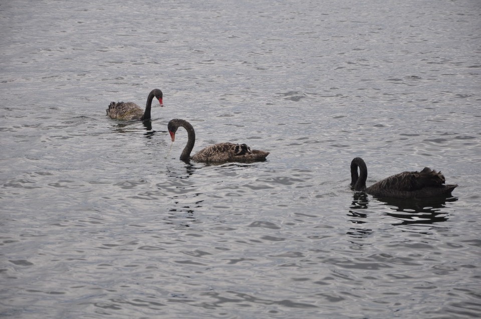 Neuseeland - Taupo - 