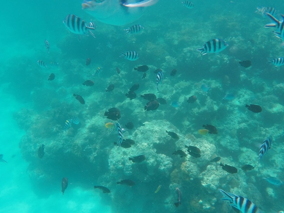Tansania - Mnemba - 