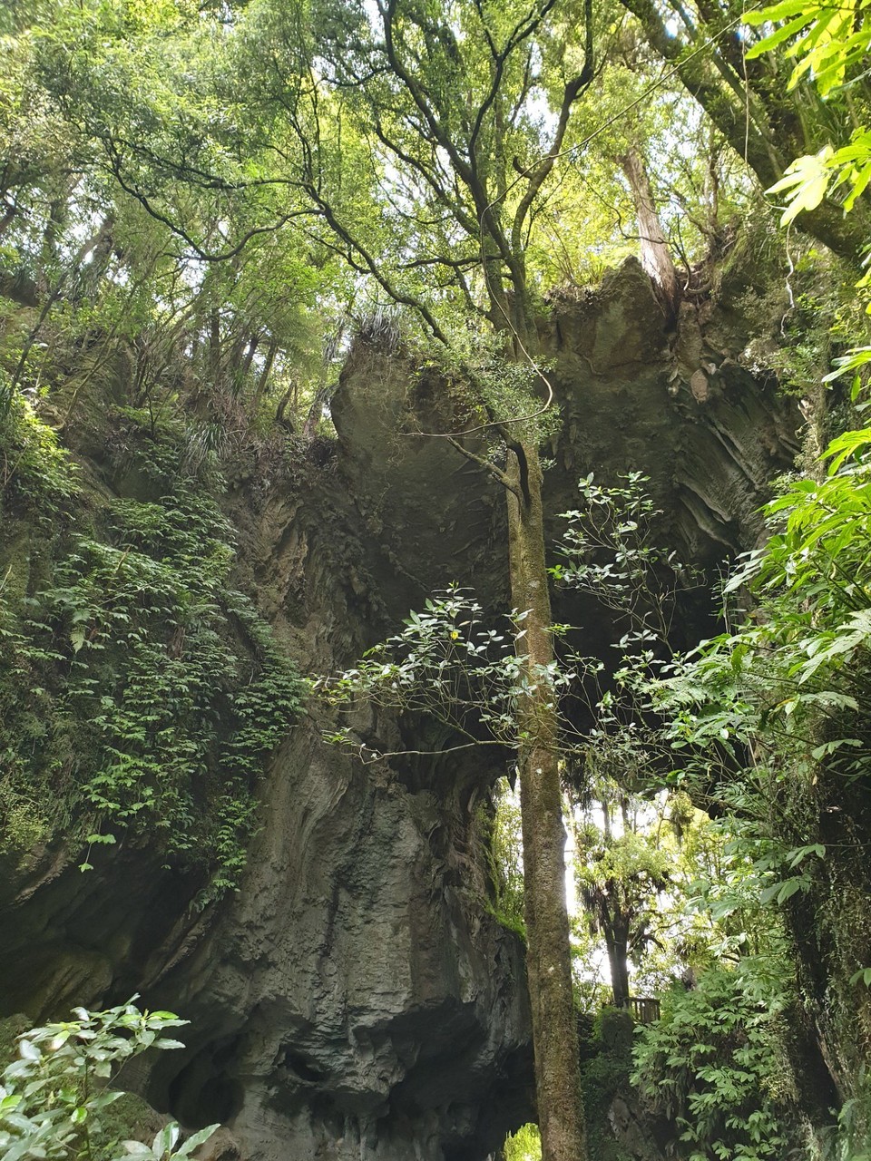 Neuseeland - Waitomo-Distrikt - 