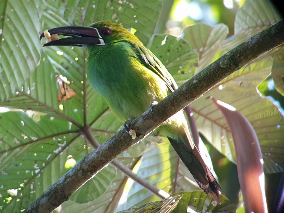 Ecuador - Mindo Valley - Crimson rumped Toucanet