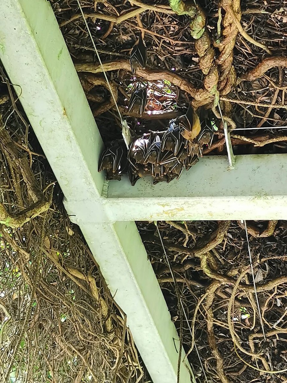 Singapur - Singapur - Fledermäuse