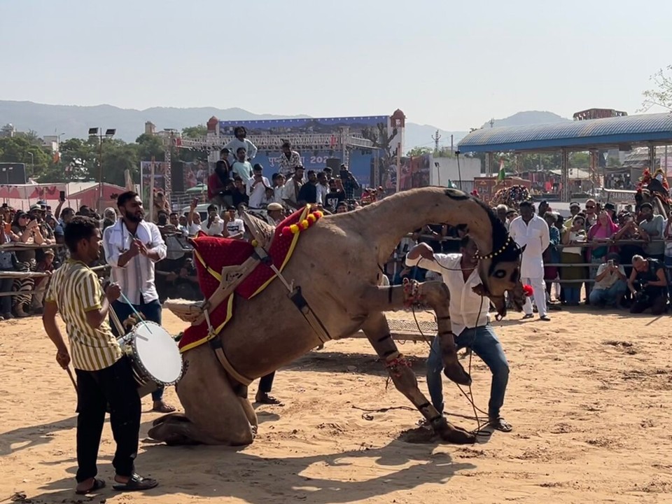 Indien - Pushkar - Kamele und Menschen tanzt in rhythmischen Schlag der Trommel 