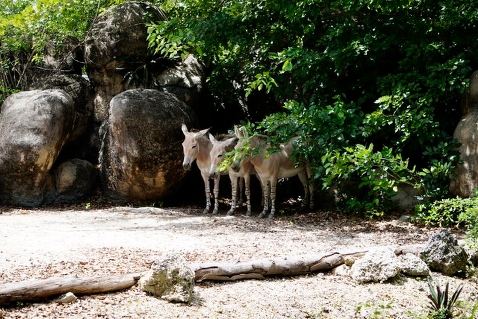  - Zoo Miami - 