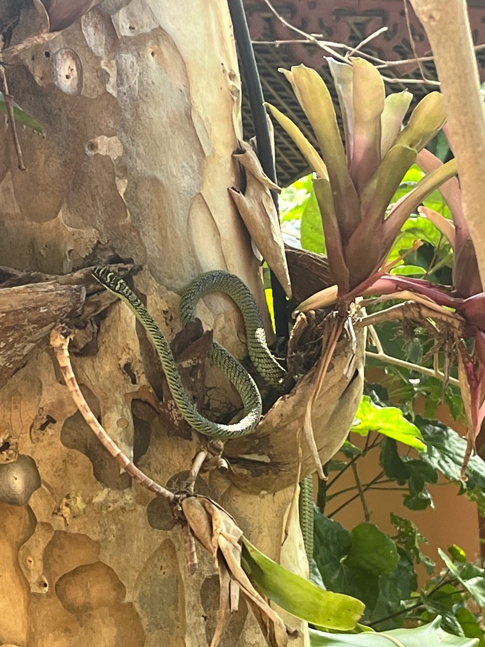 Thailand - Ko Pha-ngan - Schlangen gibt es hier auch - der nette Mitarbeiter erklärte uns, dass sie keine  Giftzähne, wohl aber eine giftige 
Schwanzspitze hat. 


Eine Schmuckbaumnatter. Für den Menschen nicht sonderlich giftig.
