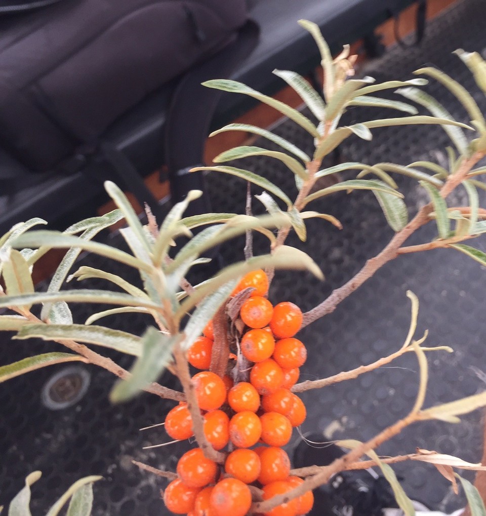 Niederlande - Schiermonnikoog - Auch das wächst hier und schmeckt lecker.  Unser Kutscher sagte, daß man davon beschwipst werden kann, wenn man zuviel Beeren ißt. Uijujujju ;)