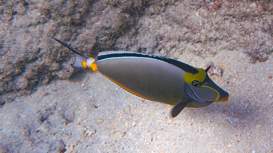 USA - Honolulu - Fische