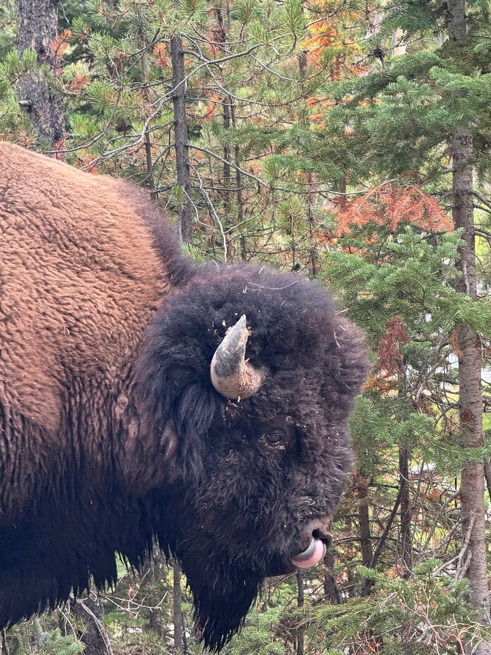 Vereinigte Staaten - Yellowstone National Park - 