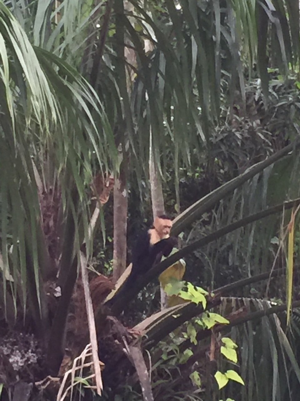 Costa Rica - Osa - 