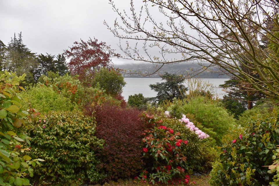 Neuseeland - Dunedin - Bevor wir in Dunedin ankamen machten wir einen kleinen Abstecher auf die Halbinsel Otago.
Im Glenfalloch Woodland Gardens waren viele Rhododendron Büsche schon dabei ihre Blüten wieder abzuwerfen, also fuhren wir weiter.