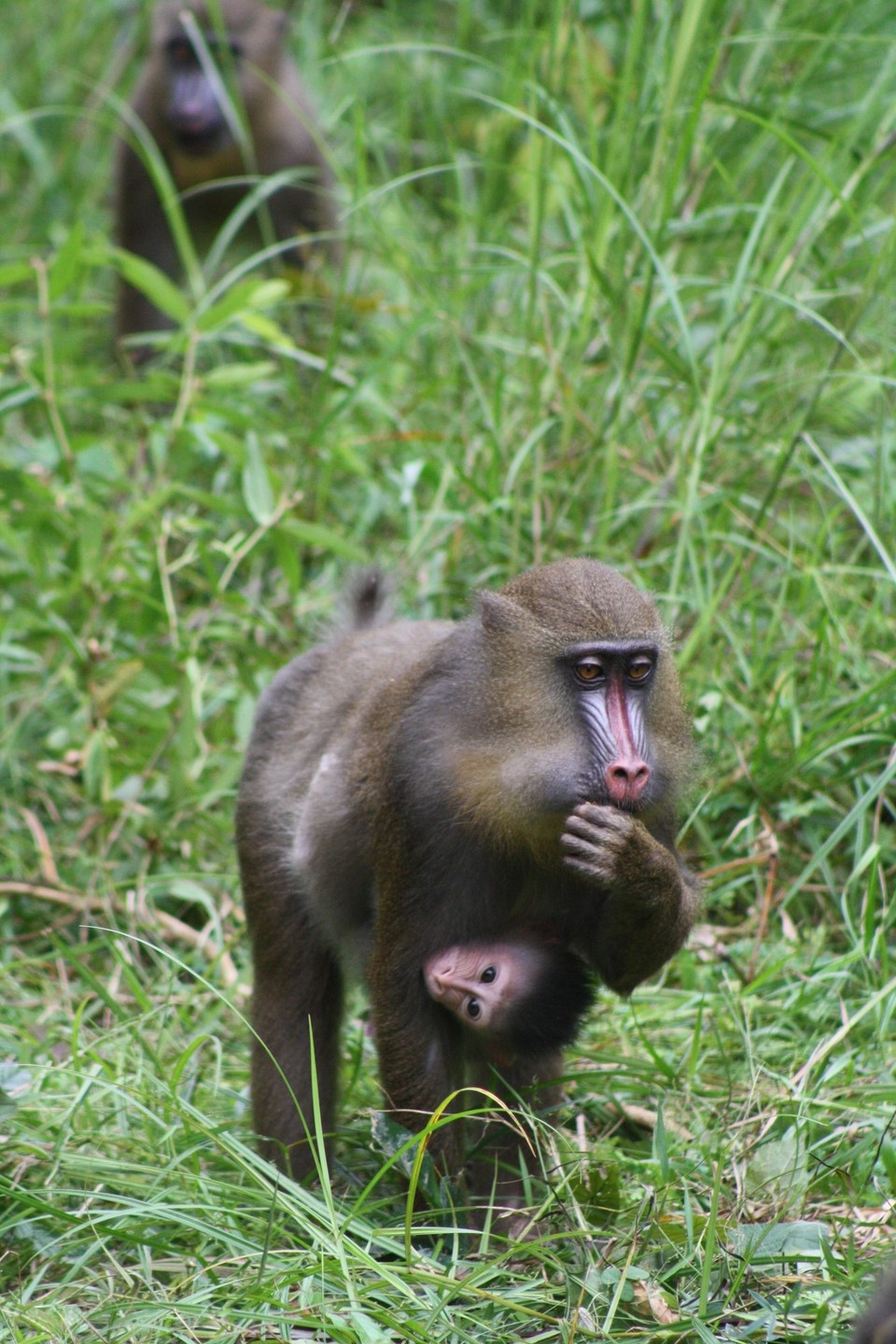 Gabun - Franceville - Mandrill